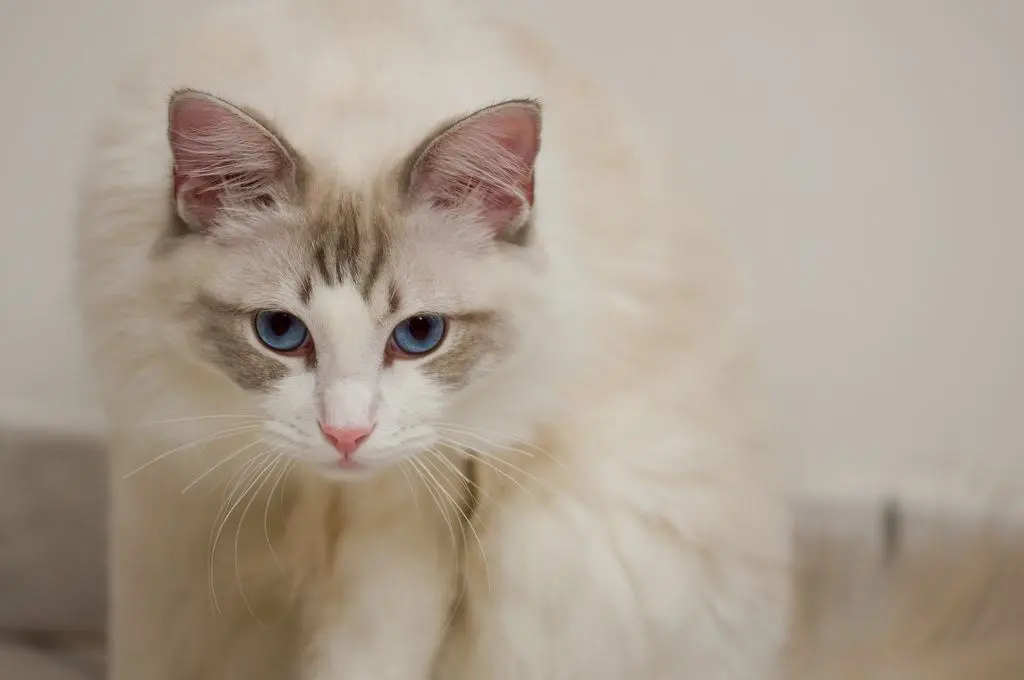 猕猴桃片