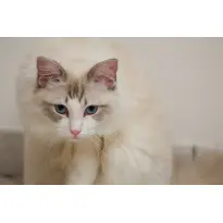 猕猴桃片