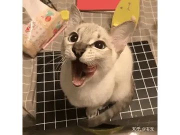 官宣！上海全球投资促进大会，下周开幕