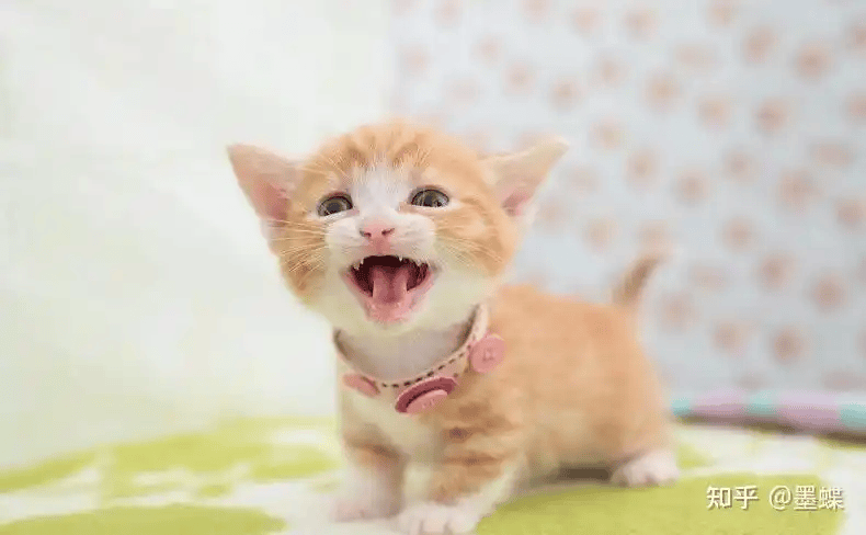 春分至，赏花时