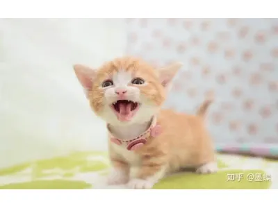 春分至，赏花时