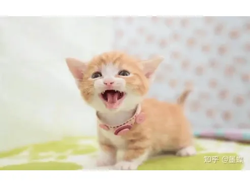 春分至，赏花时