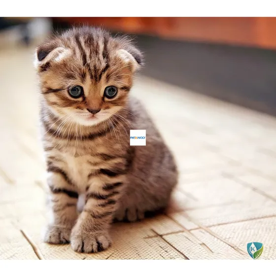 Boy Children tricycle06