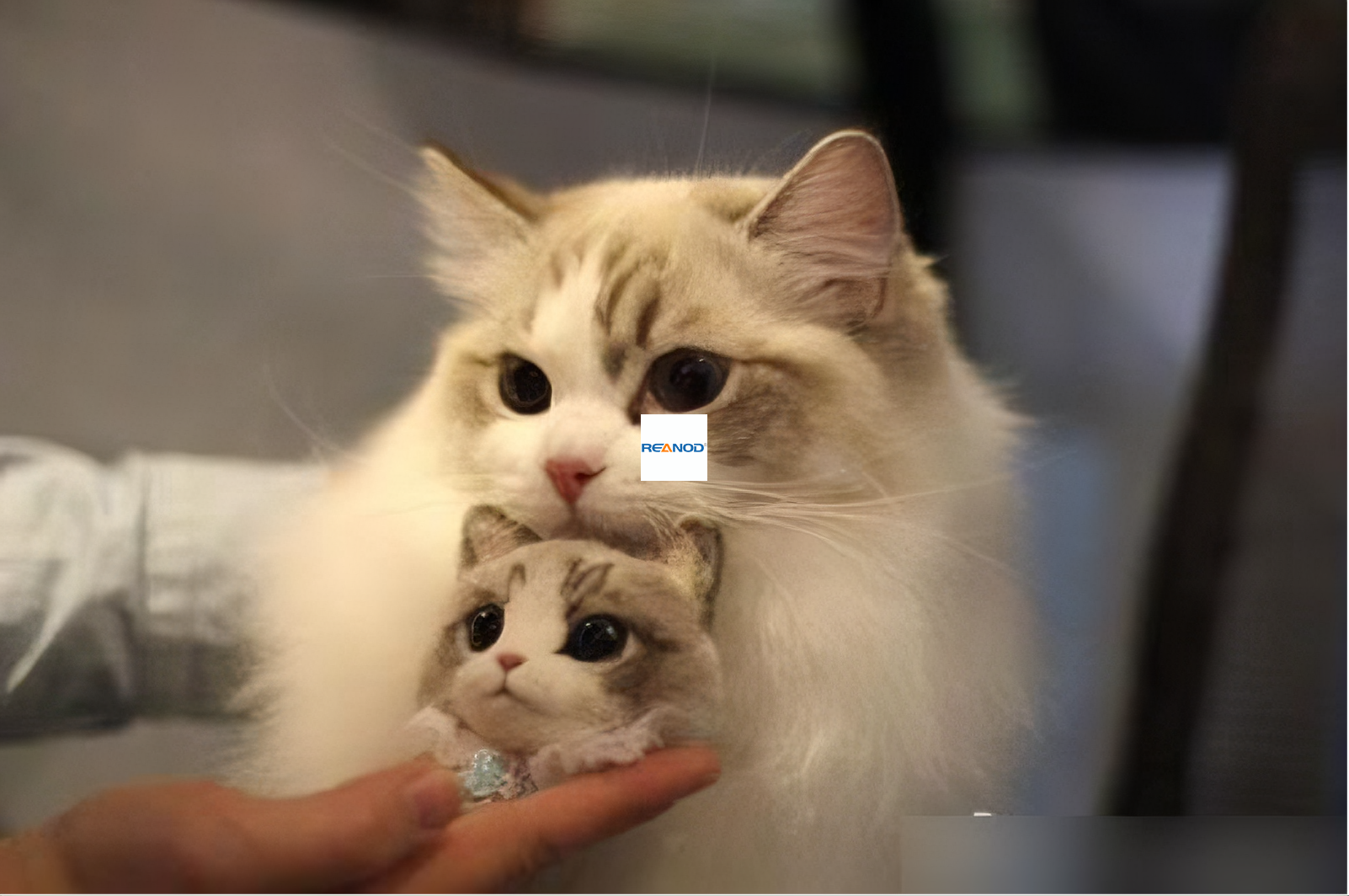 Boy Children tricycle06